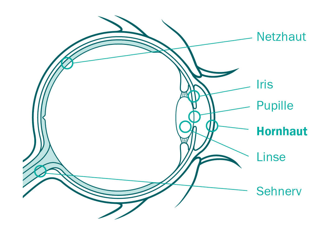 Illustration Funktionen und der Hornhaut